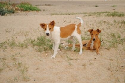 DOG BREEDING: Do You Know Bingo's Breed?
