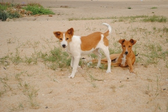 DOG BREEDING: Do You Know Bingo's Breed?