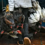 U.S. Experts Warn of Bird Flu Risk to Humans