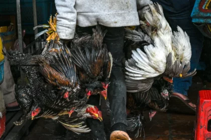 U.S. Experts Warn of Bird Flu Risk to Humans